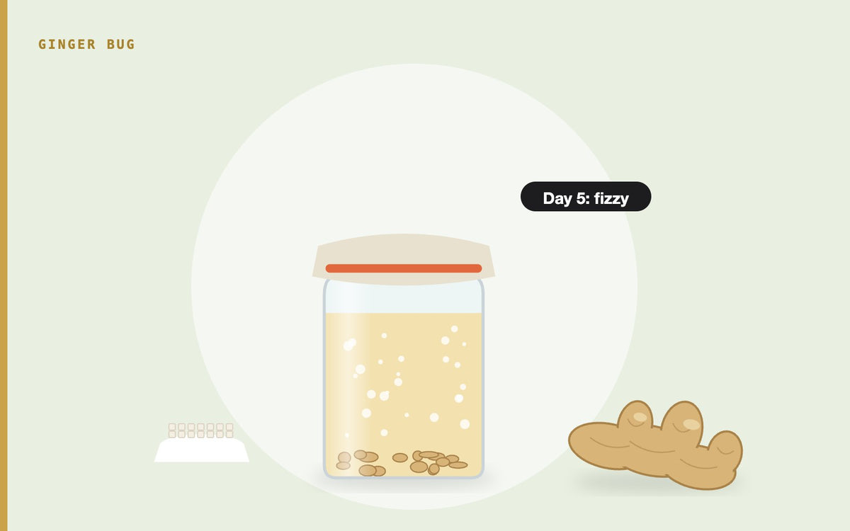 Illustration: a ginger bug fizzing in a cloth-covered jar, with fresh ginger and sugar
