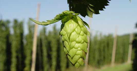 Hops