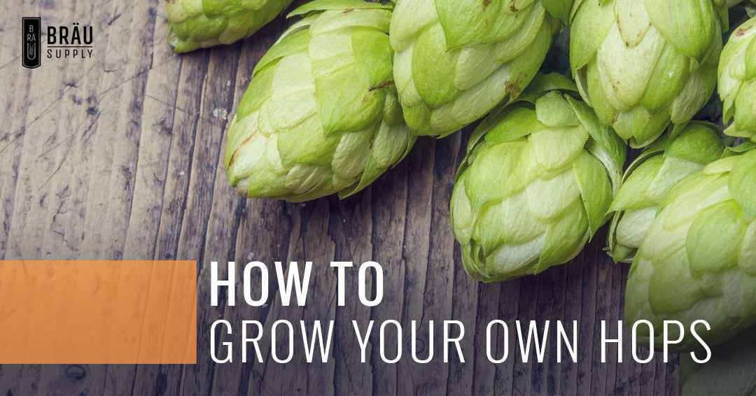 How to Grow Your Own Hops