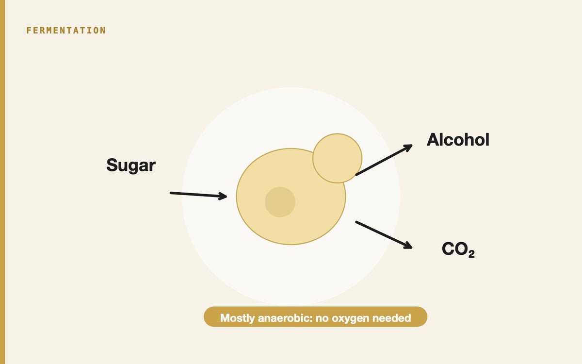 Illustration: Is Fermentation Aerobic or Anaerobic? What It Means for Your Beer