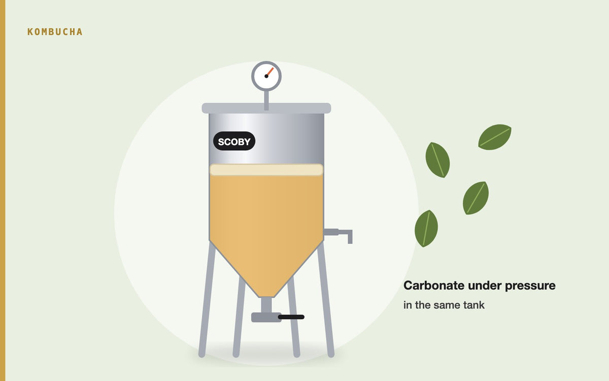 Illustration: Brewing Kombucha in a Stainless Conical Fermenter: Batch Size, SCOBY, and Carbonating Under Pressure