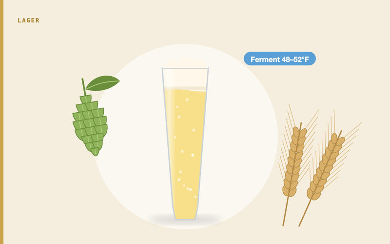 Illustration: How to Brew a Pilsner at Home: Recipe, Ingredients and Lager Schedule