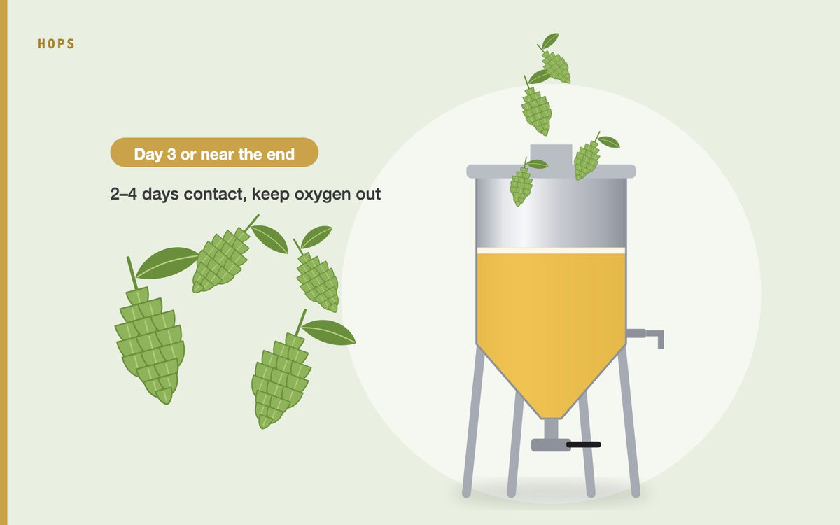 Illustration: The Art of Dry Hopping: Enhancing Flavor and Aroma in Beer