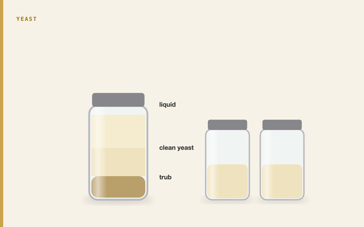 Illustration: The Art of Yeast Washing for Homebrewers