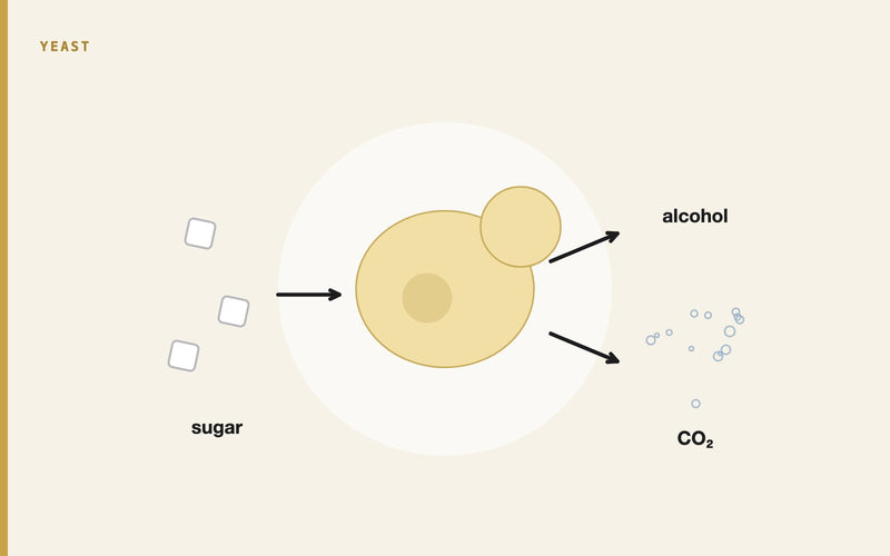 Illustration: Yeast Fermentation: The Biology Behind Beer